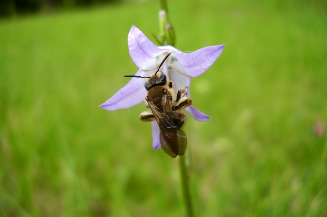 The hairy-footed flower bee