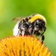 What do Bumblebees Eat and Drink featured