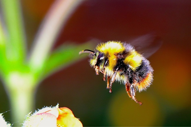 cute bumblebee