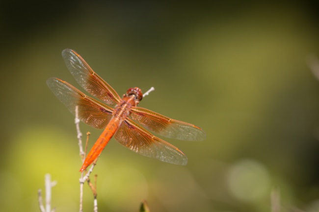 Dragonfly fly