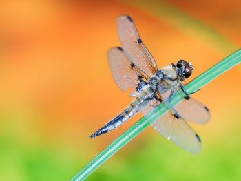 How Long does a Dragonfly Live for featured