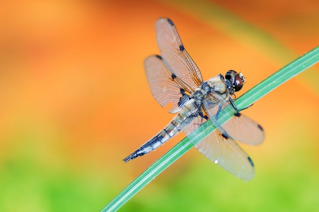 How Long Does a Dragonfly Live for? (Lifecycle Explained)