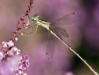How Many Legs do a Dragonfly have Why do They Need Them featured