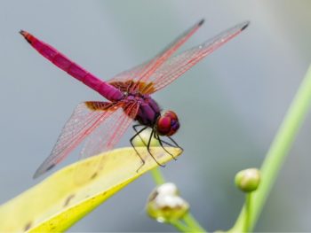 Is a Dragonfly a Vertebrate or an Invertebrate featured