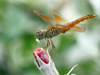 What Does a Dragonfly Eat and Drink featured