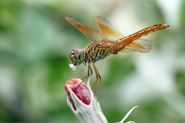 What Does a Dragonfly Eat and Drink featured