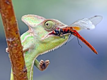 What eats dragonflies featured