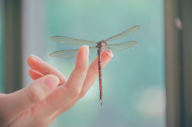 dragonfly in hand