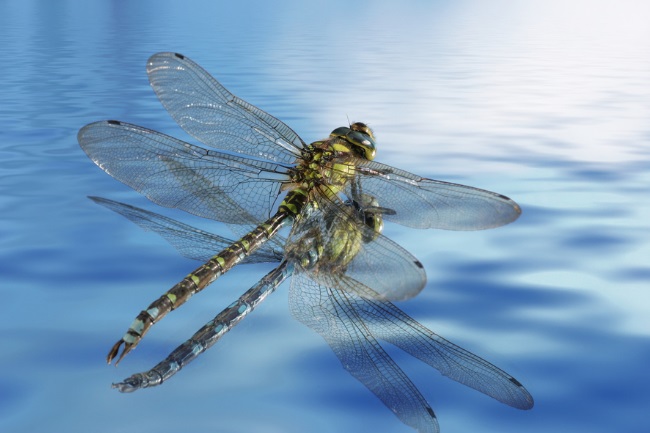 dragonfly in water