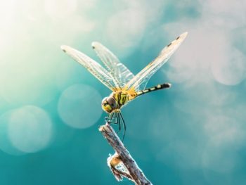 Do Dragonflies Migrate or Hibernate featured