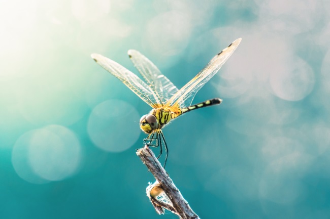 Do Dragonflies Migrate or Hibernate featured