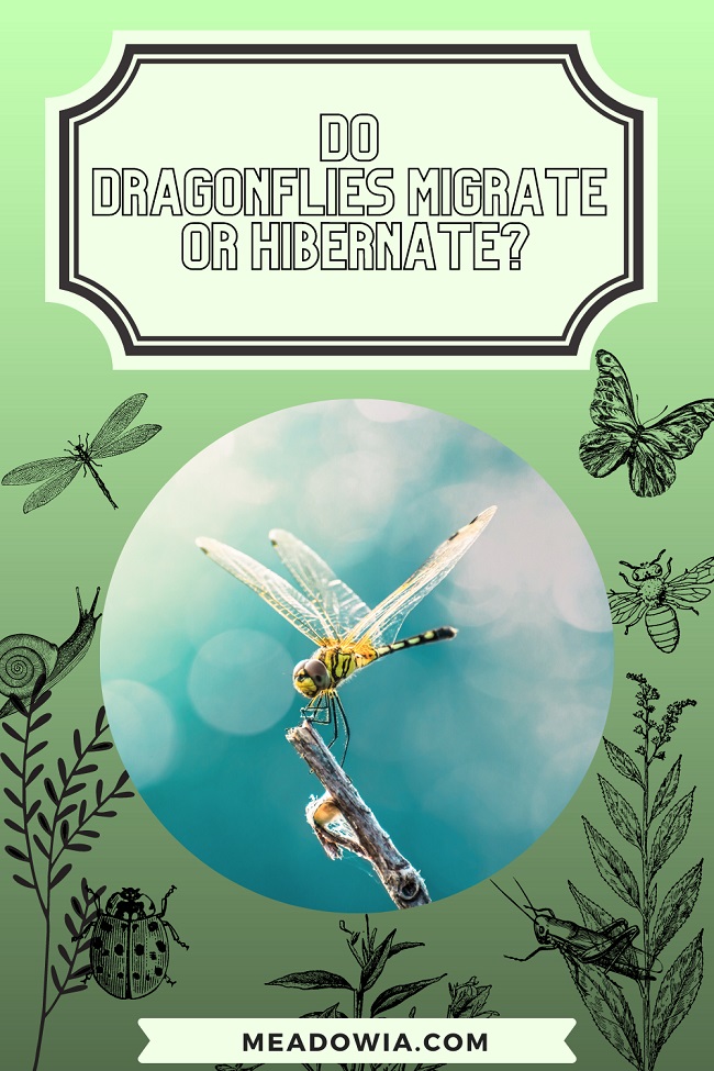 Do Dragonflies Migrate or Hibernate pin by meadowia