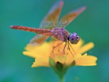 How do Dragonflies Breathe featured