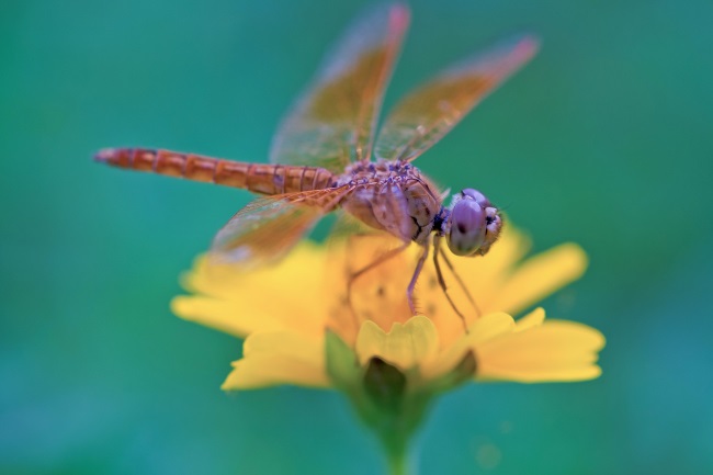 How do Dragonflies Breathe featured