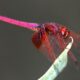Is a Dragonfly a Herbivore, Carnivore or Omnivore featured