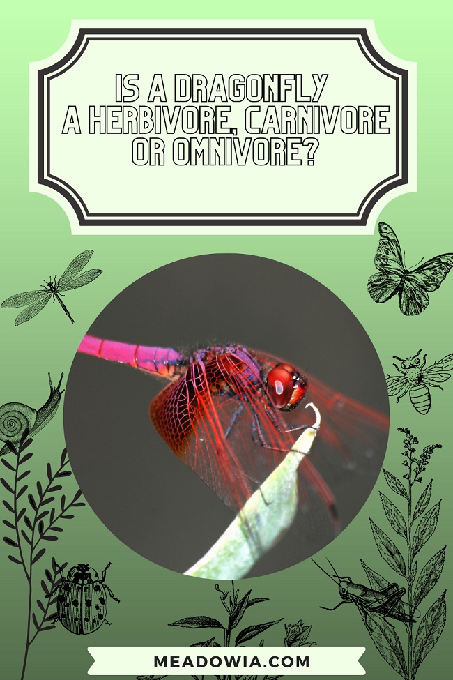 Is a Dragonfly a Herbivore, Carnivore or Omnivore pin by meadowia
