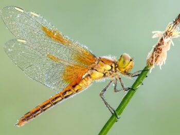 Is a Dragonfly a Producer, Consumer or Decomposer featured