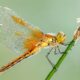Is a Dragonfly a Producer, Consumer or Decomposer featured