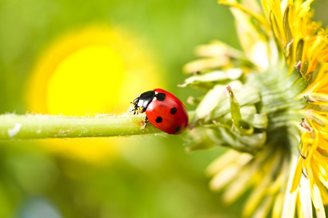 What Eats Ladybugs featured
