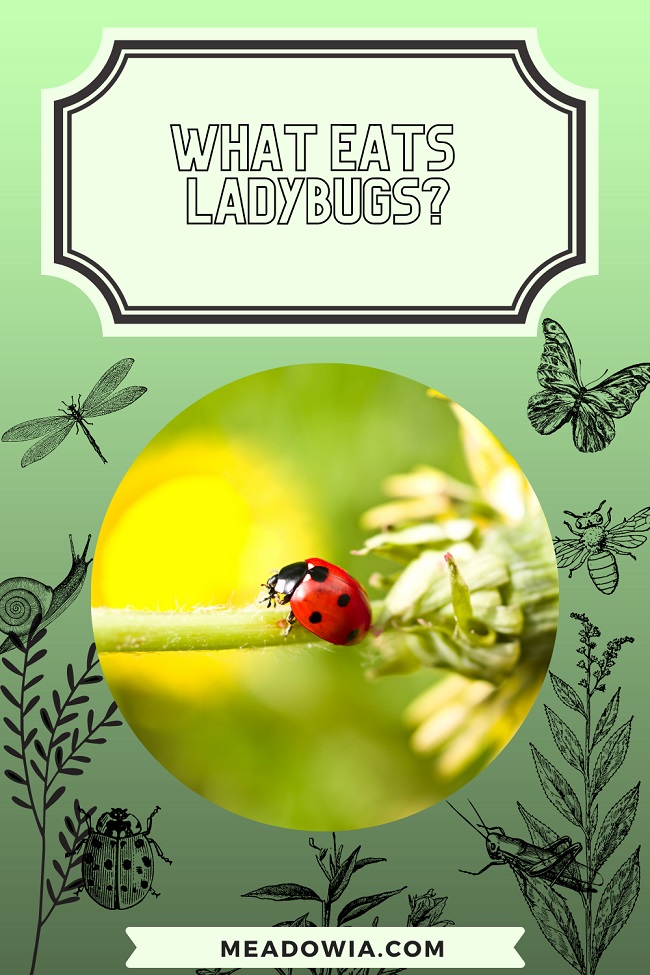 What Eats Ladybugs pin by meadowia