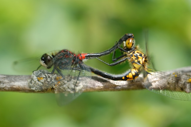 When and How Do Dragonflies Mate featured
