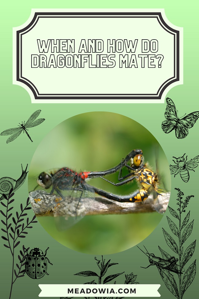 When and How Do Dragonflies Mate pin by meadowia