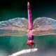 When and How do Dragonflies Sleep featured