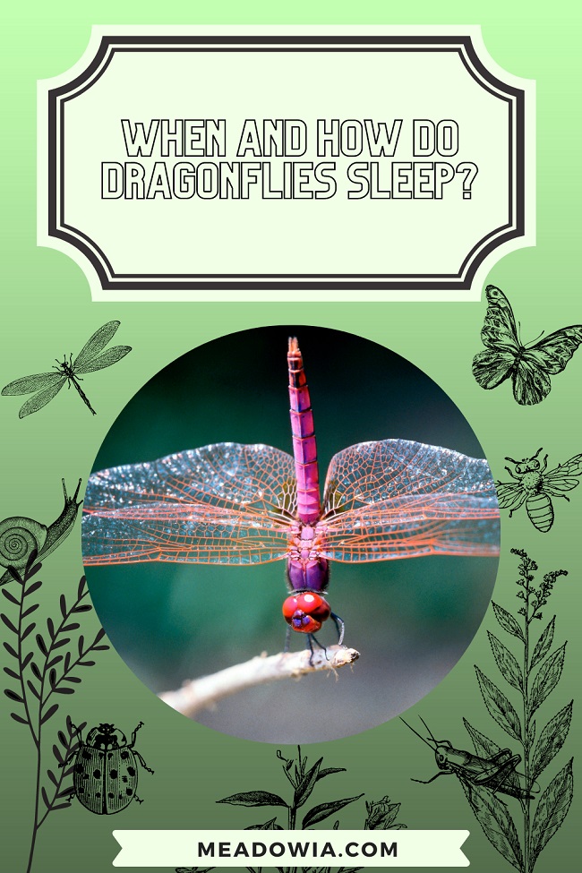 When and How do Dragonflies Sleep? (Sleeping Habits)
