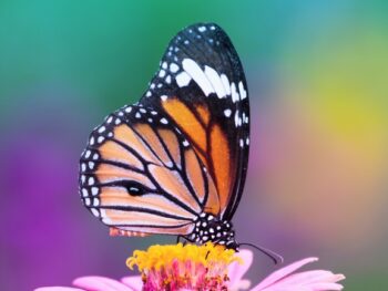 Can Butterflies Sting How do They Protect Themselves featured