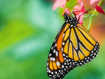 What do Butterflies Eat and Drink featured