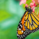 What do Butterflies Eat and Drink featured