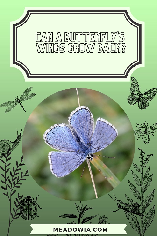 Can a Butterfly's Wings Grow Back pin by meadowia