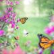 Creating a DIY Butterfly Garden featured