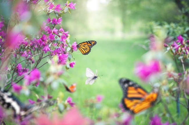 Creating a DIY Butterfly Garden featured
