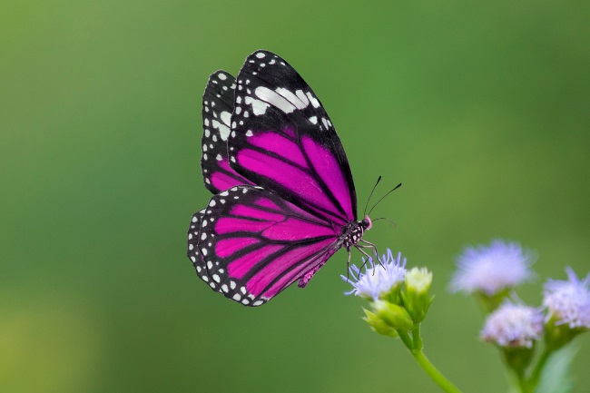 How Butterflies Taste With Feet, Antenna or Tongue featured