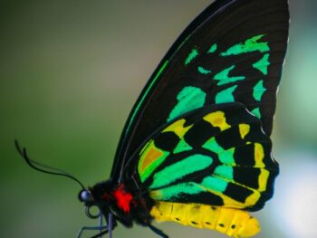 How do Butterflies get their Colour featured
