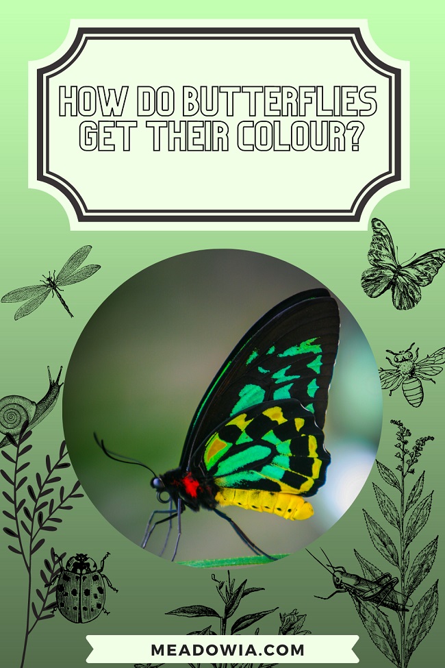 How do Butterflies get their Colour? (2 Ways Explained)