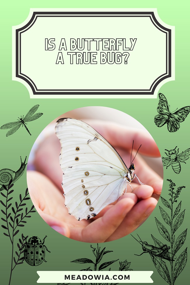 Is a Butterfly a True Bug pin by meadowia