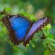 What are Butterfly Wings Made of featured
