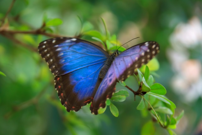 What are Butterfly Wings Made of featured