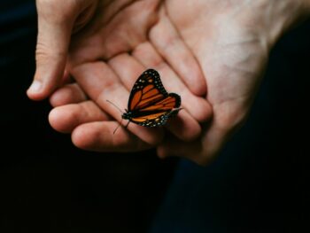 6 Essential Practices to Help a Dying Butterfly featured
