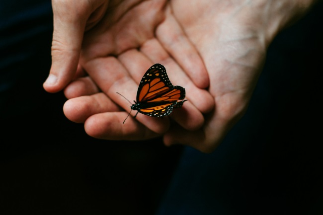 6 Essential Practices to Help a Dying Butterfly featured