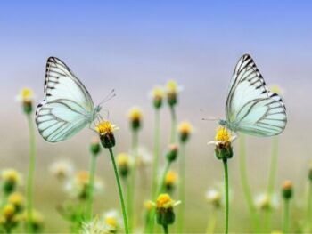 Butterflies Pollination Explained What Flowers do They Like featured