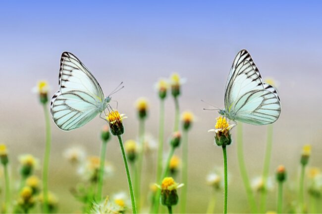 Butterflies Pollination Explained What Flowers do They Like featured