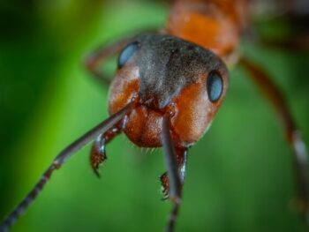 Do Ants Have Eyes How and What do They See featured