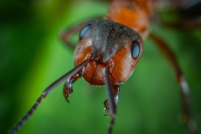 Do Ants Have Eyes How and What do They See featured