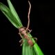Do Ants have Brains The Purpose of Ganglia Explained featured