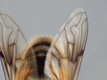 Here's How Does a Bee Fly & How its Wings Work featured