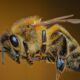 Here's Why Bee is an Insect featured