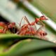 How do Ants Communicate featured